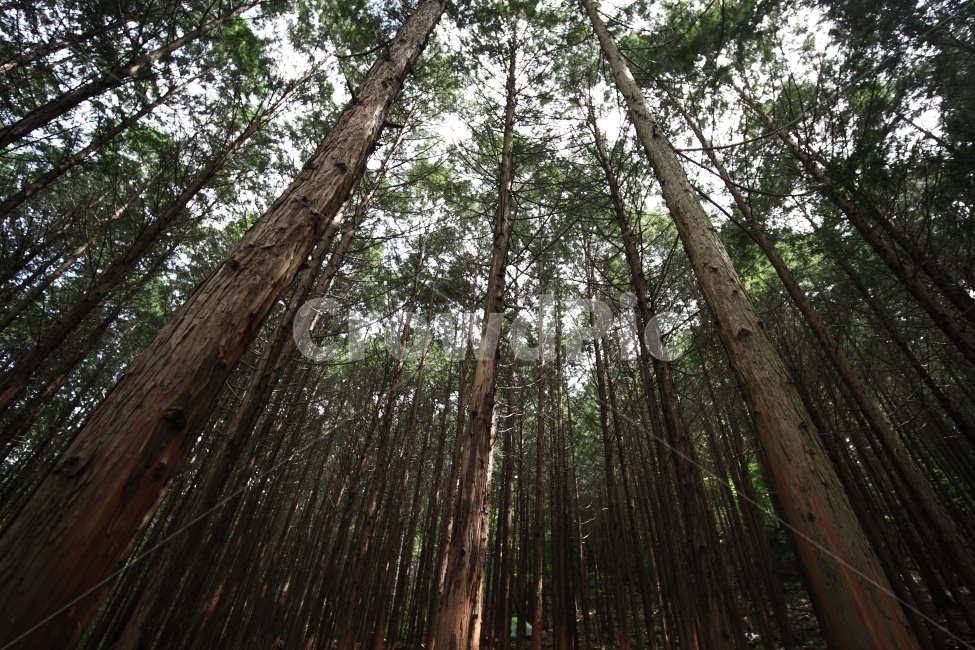 숲,편백,편백나무,자연,풍경,휴식,식물,자연,plants,nature,나무,trees,wood,휴식,힐링,rest,relaxation,healing