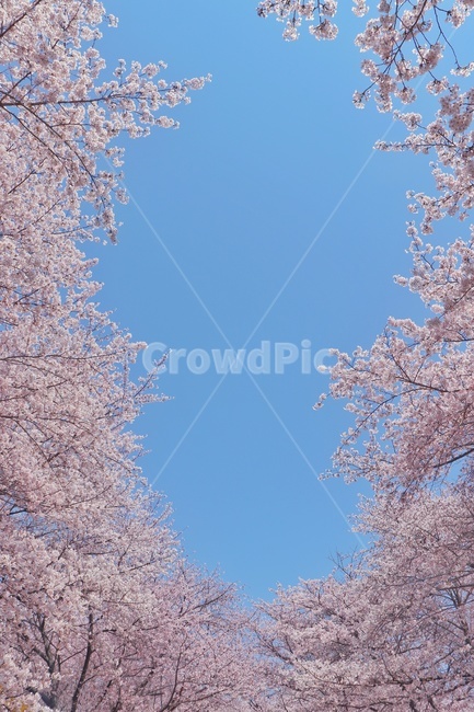 벚꽃,plant,식물,flower,꽃,cherryblossom,봄,봄하늘,하늘,봄,계절,spring,season,cherry blossom,blossom
