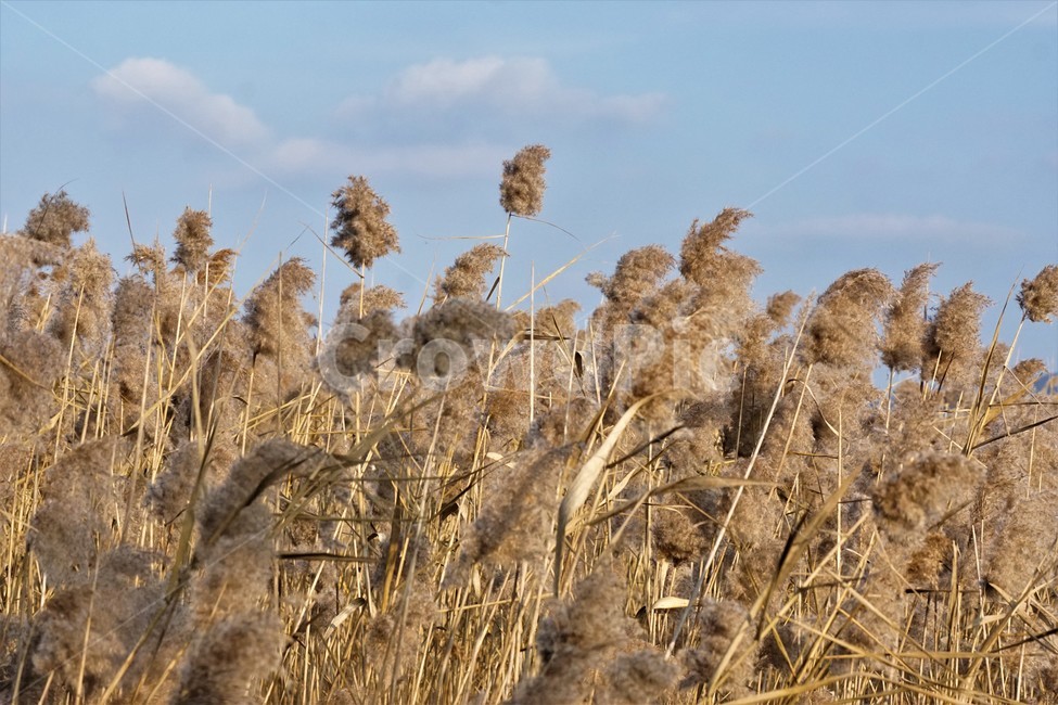 가을,갈대,풍경,자연,식물,plant,nature,autumn,sky,하늘
