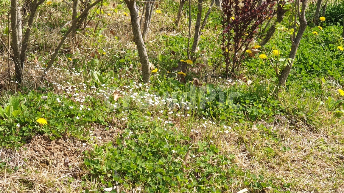 봄,연두,잔디,푸릇푸릇,spring,green,season,color,grass