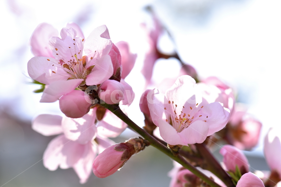 자연,계절,봄,꽃,복사꽃,복숭아꽃,햇살,연분홍,날씨,포근함,식물,flower
