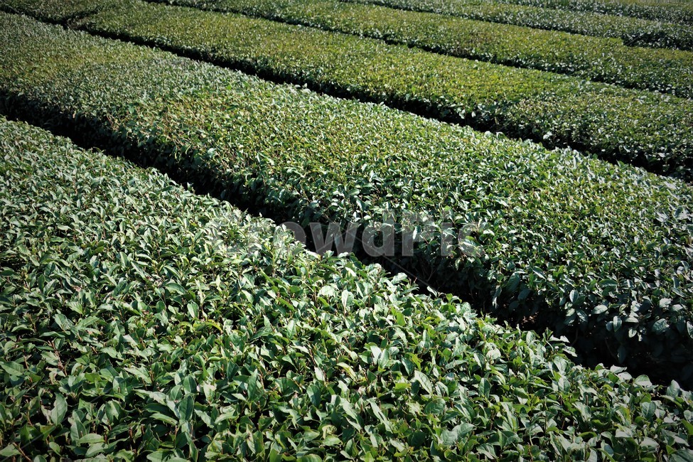 제주,녹차,녹차밭,풍경,초록,농업,농사,차밭,경치,식물,자연,풍경,nature,landscape,농업,농사,agriculture,farming,farming industry