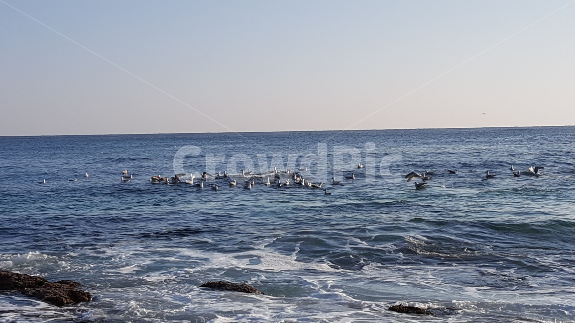 outdoors,옥외,water,물,새,동물,animal,조류,새,birds