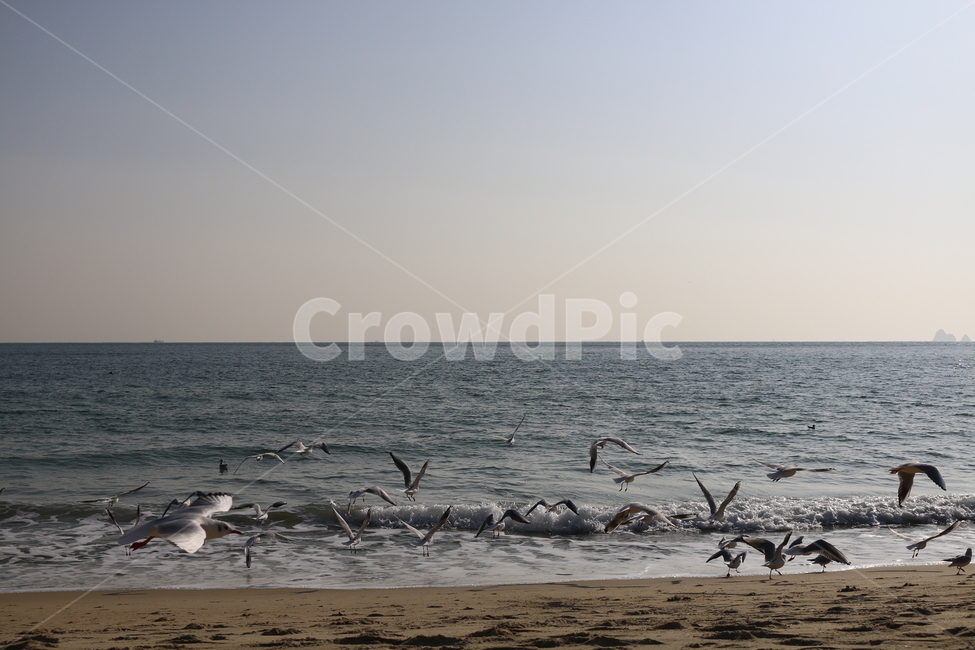 갈매기,해변,부산,부산갈매기,animal,동물,bird,새,자연,sea,바다,water,물