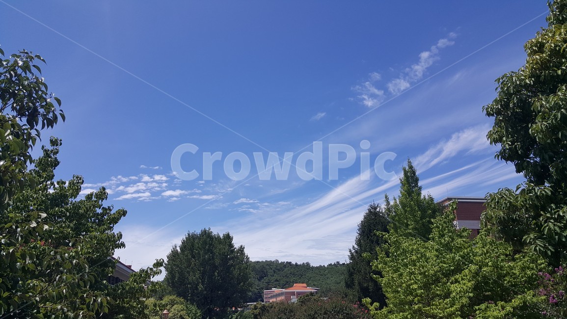 하늘,나무,구름,하늘풍경,sky,tree,cloud,감성사진,시원함,파랑,초록,푸른,자연,풍경,nature,landscape,plant,식물,fir,전나무