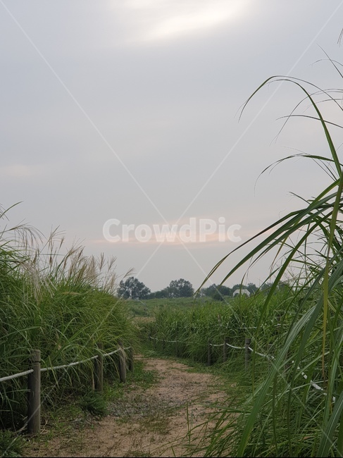 plant,식물,grass,잔디,길