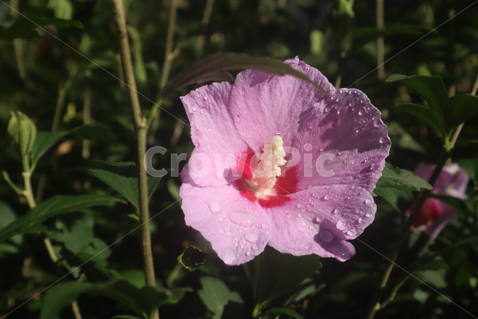무궁화,분홍색,핑크,아침이슬,햇살,꽃,flower,식물,plant,식물,자연,plants,nature,꽃,flower