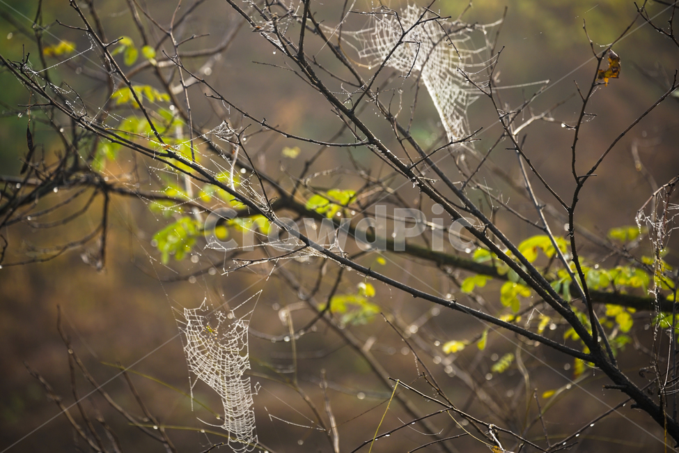 거미줄,나무,나뭇가지,이슬,자연,거미집,가을,곤충,식물,자연,plants,nature,나무,trees,wood
