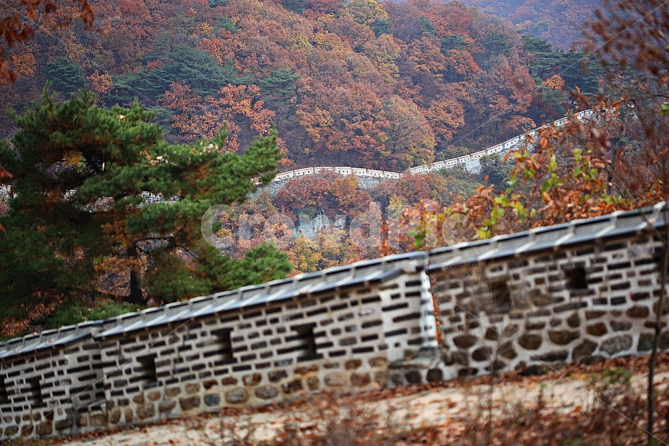 남한산성,성,성곽,단풍,낙엽,길,둘레길,담,돌담,가을,자연,풍경,벽,울긋불긋,산성,식물,숲,숲길,가을,계절,fall,autumn,season