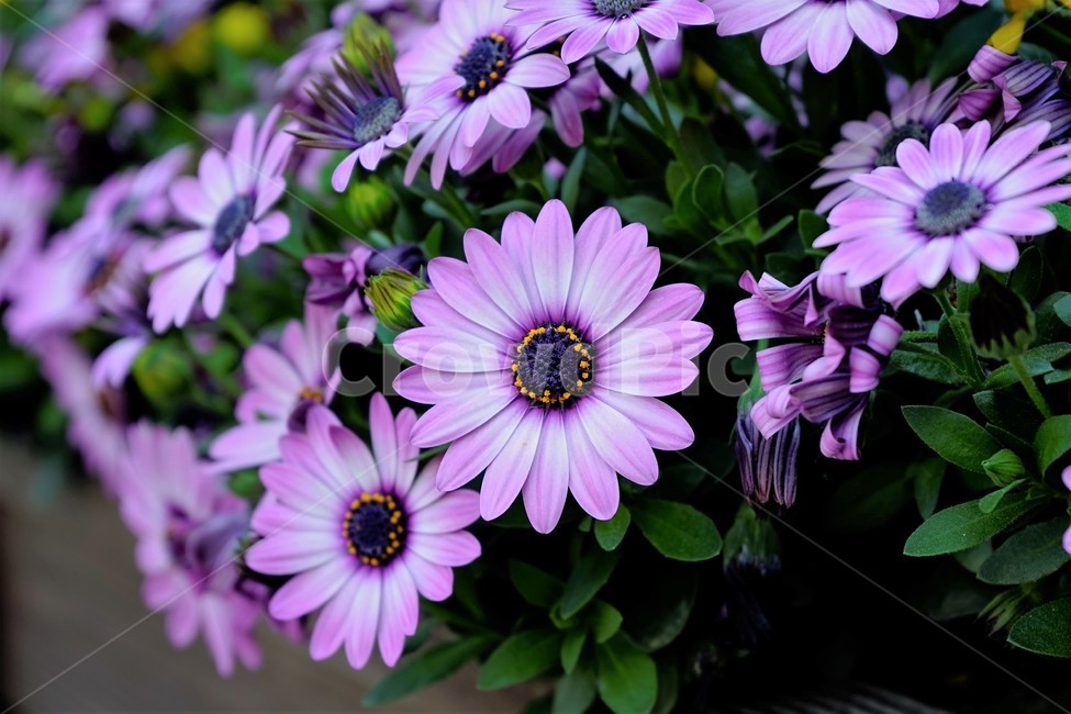 봄,bloom,꽃,식물,자연,화사함,꽃향기,colorful,floral,flower,gardenflowers,happymind,life,nature,plant,spring,오스테오스펄멈,아프리카원산,아프리칸데이지,garden,Osteospermum,디모르포테카,데모루,오스테오스퍼멈,식물,자연,plants,nature,꽃,flower