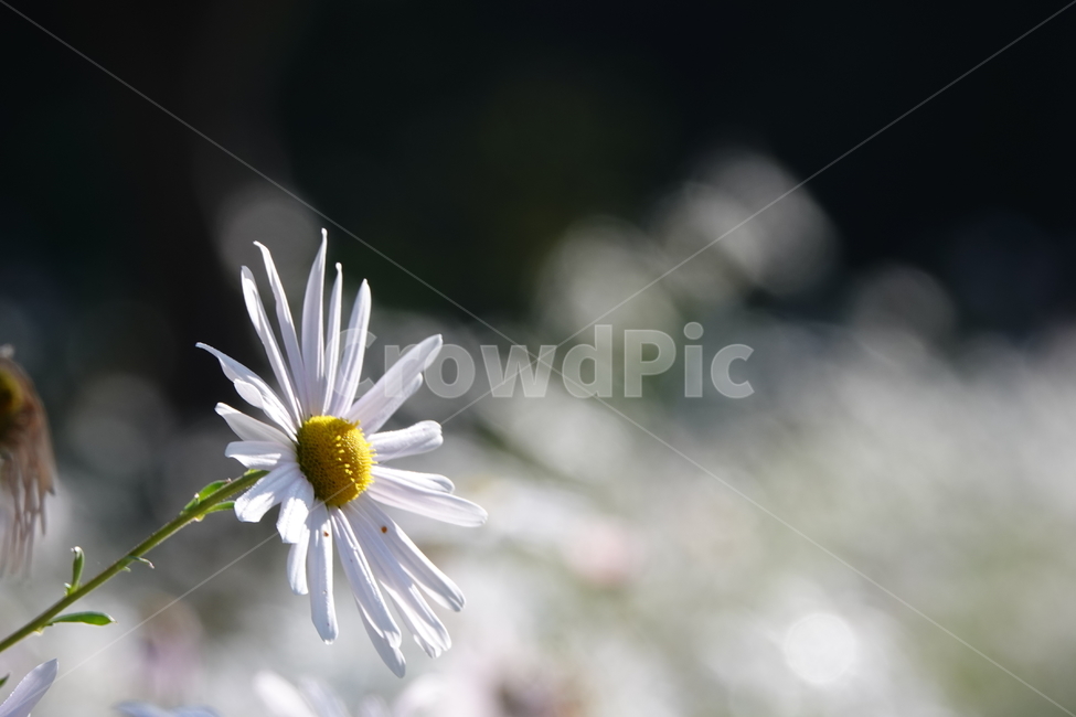 plant,식물,flower,꽃,구절초,흰색,가을,식물,자연,plants,nature,꽃,flower