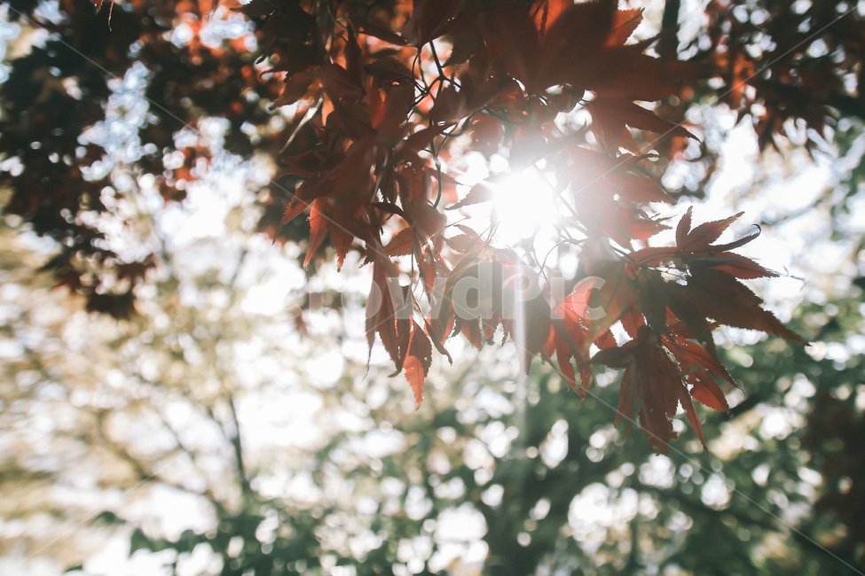 가을,감성,필름,단풍,햇살,가을,계절,fall,autumn,season,flare,플레어,light,빛,leaf,잎,plant,식물