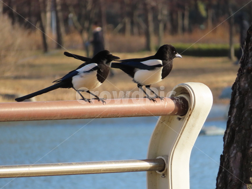 강가,까치,조류,새,커플,사랑,두마리,river,magpie,bird,birds,couple,love,two,동물,animal,조류,새,birds