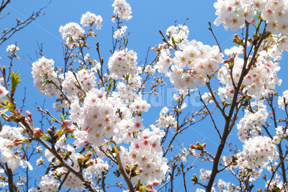 식물,꽃,flower,blossom,벚꽃,봄