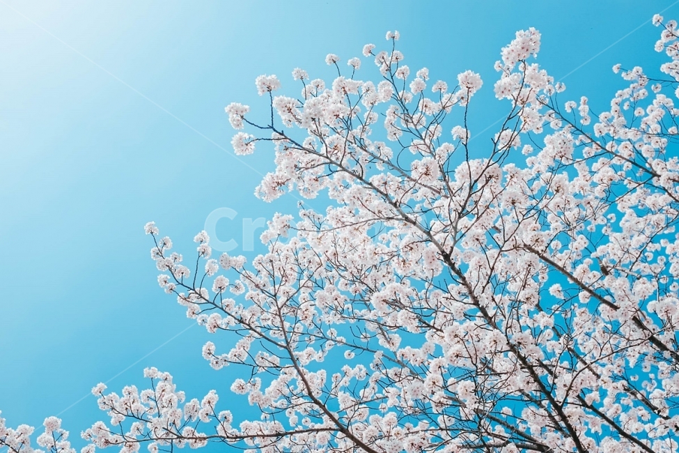 사진,컨셉,봄,벚꽃,벚꽃세상,벚꽃놀이,꽃,풍경,자연,경치,계절,따뜻한,설렘,핑크,사랑,감성사진,배경화면,화사한,거리,길,공원,하늘,파란하늘,구름,사쿠라,봄,계절,spring,season,식물,자연,plants,nature,꽃,flower,나무,trees,wood,plant,blossom