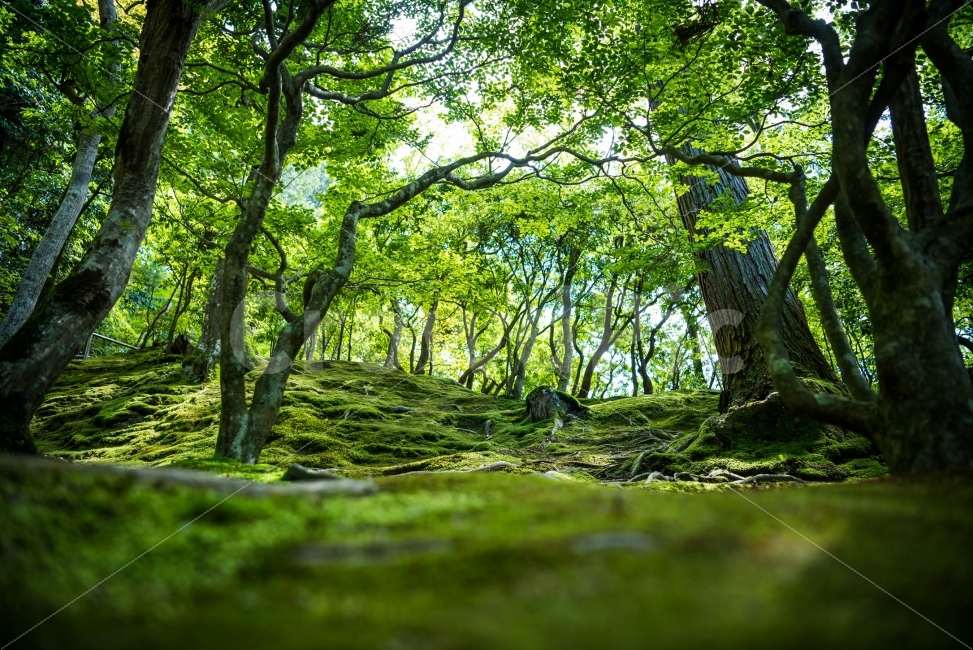 교토,은각사,녹색,푸르름,나무,자연,풍경,nature,landscape,휴식,힐링,rest,relaxation,healing,tree,plant,식물,tree trunk,나무 줄기