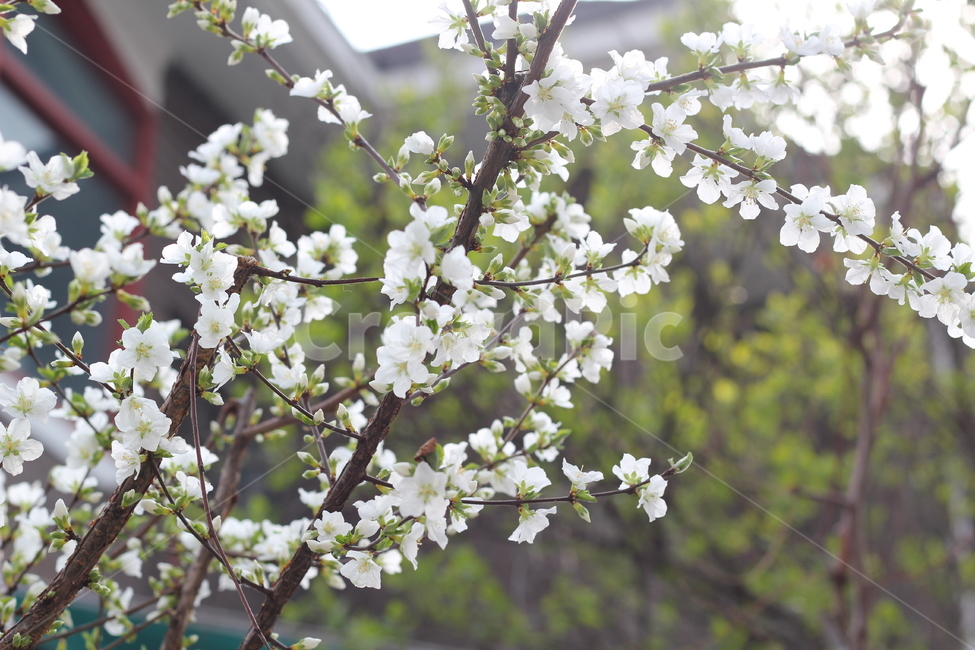 앵두나무,힌꽃,봄꽃,나무,식물,유실수,앵두,과일,plant,flower,blossom,꽃