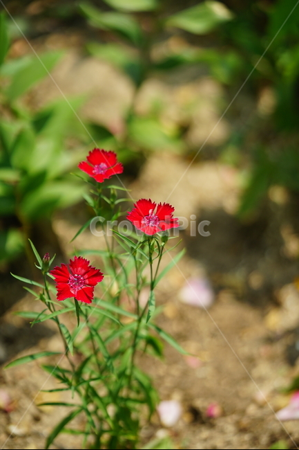 장미,로즈,꽃,레드,빨강,색감,rose,flower,자연,감성,감성사진,접사,미,아름다움,식물,플라워,꽃사진,식물,자연,plants,nature,꽃,flower