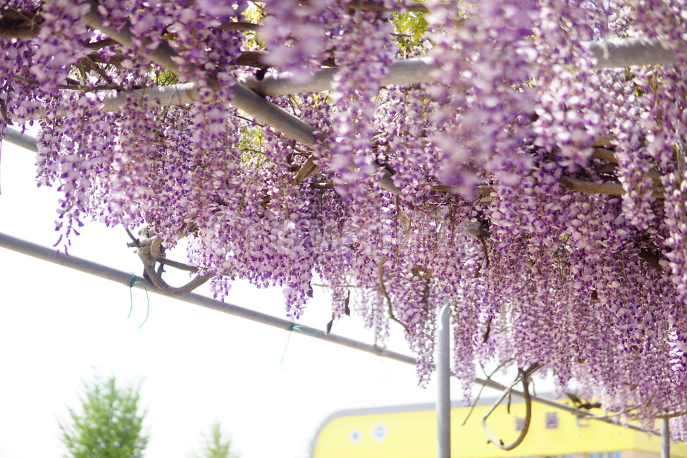 등나무,꽃,보라색꽃,flower,식물,japanesewisteria,식물,자연,plants,nature,꽃,flower