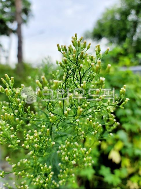 가을꽃,들꽃,식물,가을풍경,감성사진,초목,작은꽃,배경,plant,flower,blossom