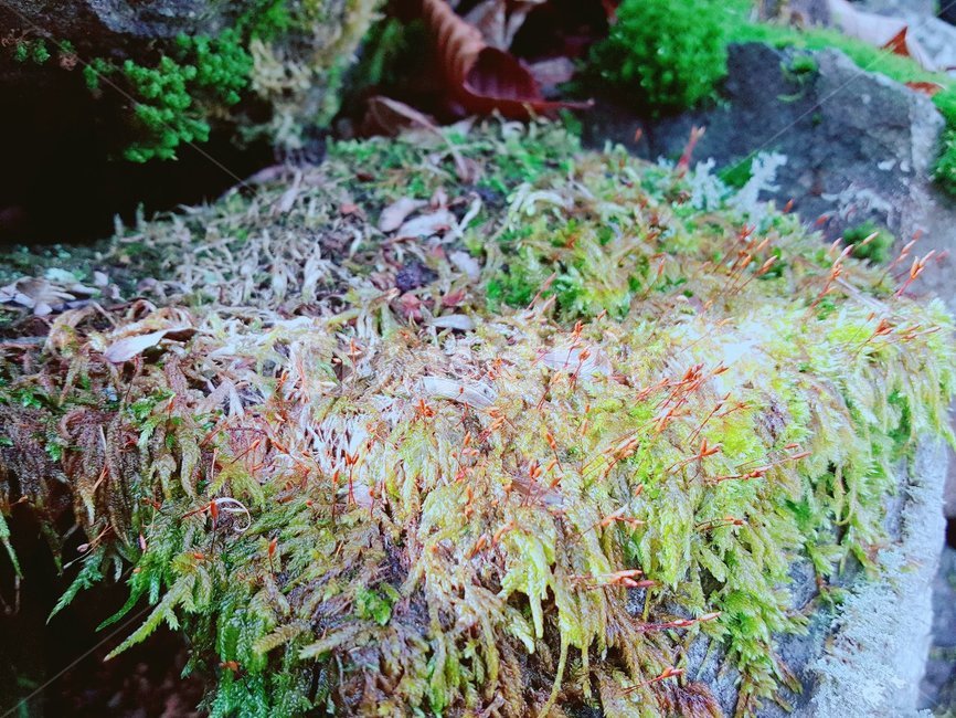 plant,식물,bush,vegetation,초목