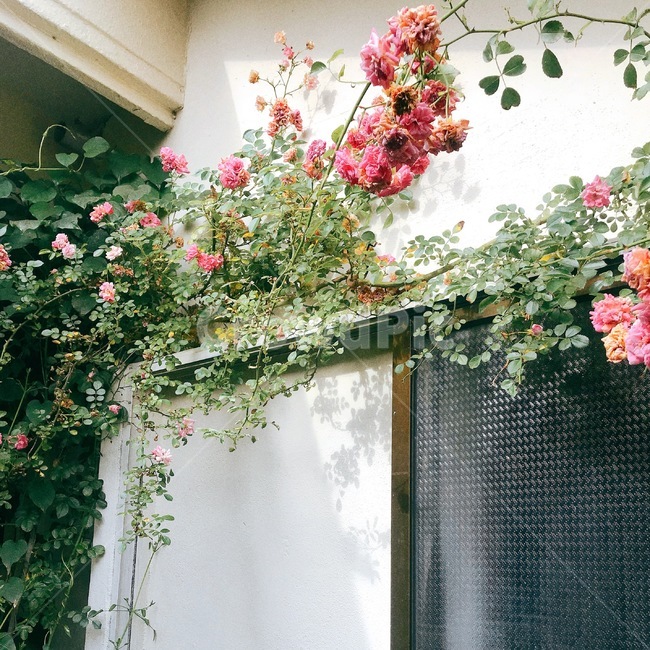 장미,꽃,장미넝쿨,담장,식물,분홍,식물,자연,plants,nature,꽃,flower