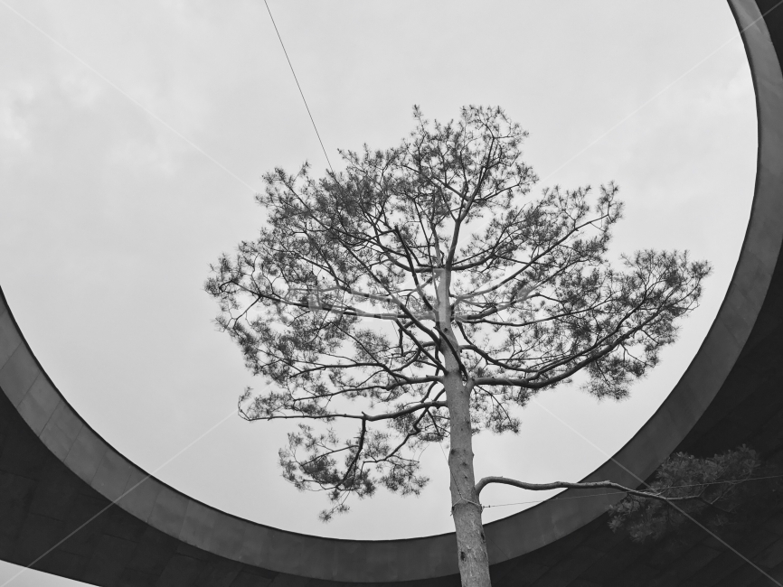 흑백,나무,원,하늘,회색,식물,자연,plants,nature,나무,trees,wood,흑백,모노톤,monochrome,black and white