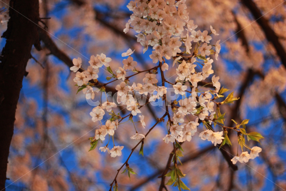 봄,벚꽃,가로등,밤하늘,꽃,봄,계절,spring,season,야경,밤,풍경,nightscape,night,landscape,plant,식물,blossom,flower
