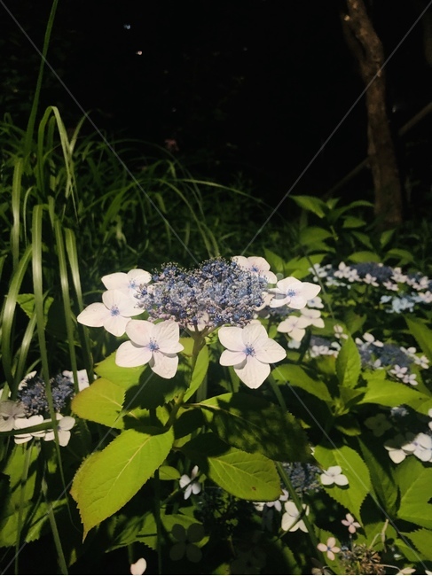 식물,plant,잔잔과,blossom,꽃,flower,geranium,acanthaceae