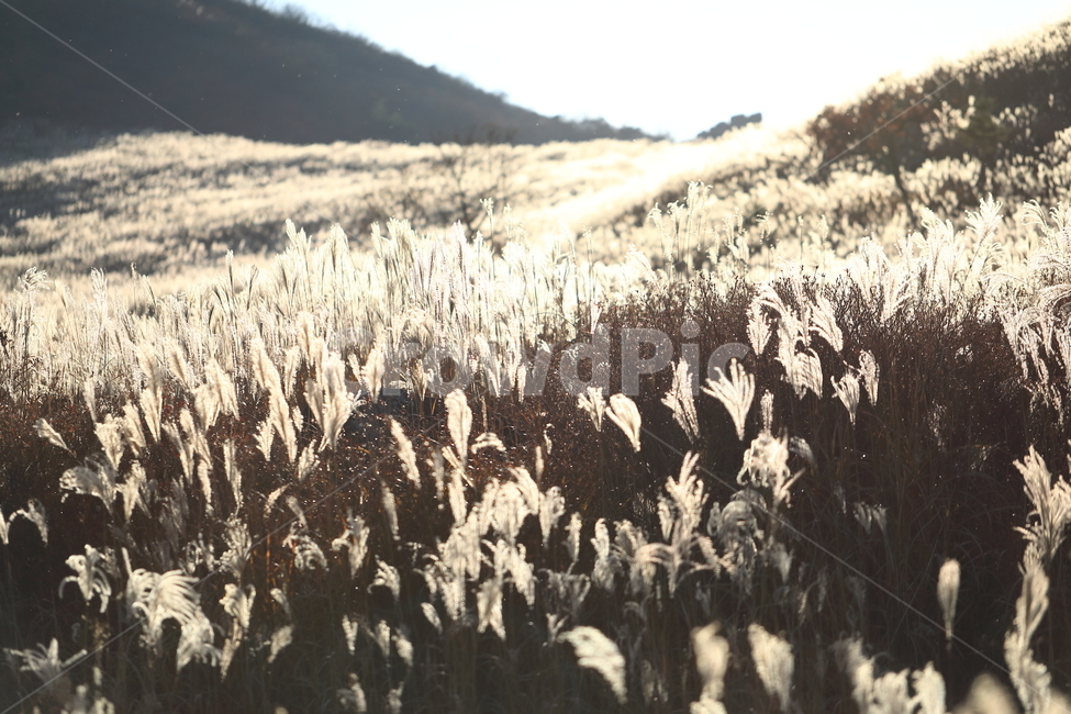 가을,억새,엇새밭,황매산,autumn,reed,빛,감성,가을,계절,fall,autumn,season,자연,풍경,nature,landscape,plant,식물,grass,잔디