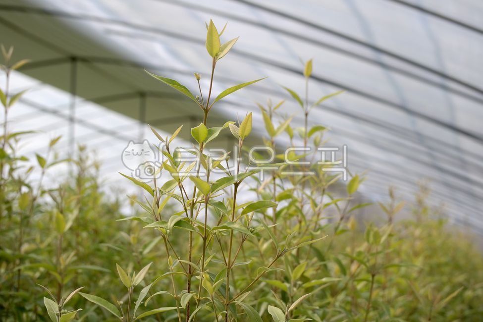 레몬머틀,레몬머틀잎,농산물,향신료,레몬향,버바바,향이좋은,나무,잎,식물,초록색,lemonmyrtleleaves,farm,agricultural,food,green,tree