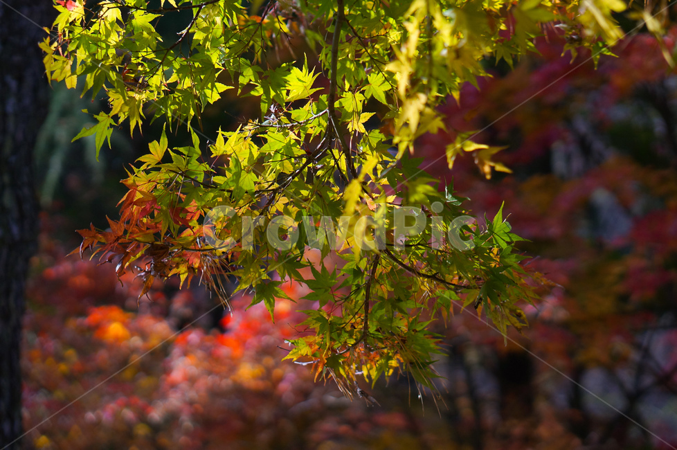 단풍,나무,가을,초록,햇빛,plant,식물,leaf,잎,tree,maple