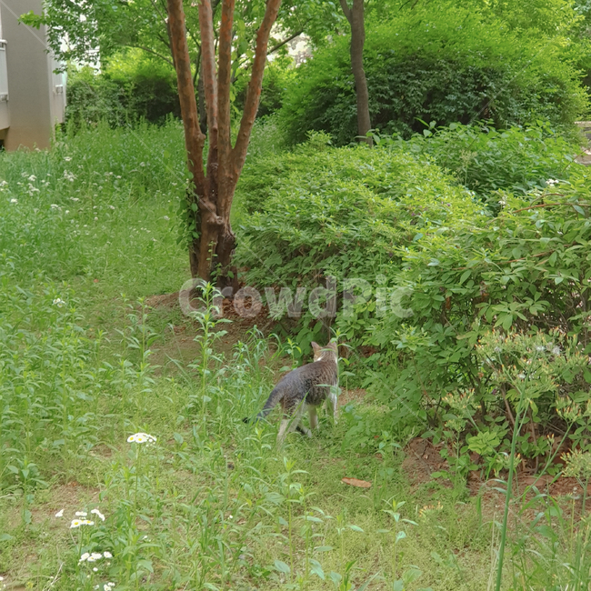 animal,동물,mammal,포유류,cat,고양이,동물,animal,포유류,mammal,고양이,cat,kitten,kitty