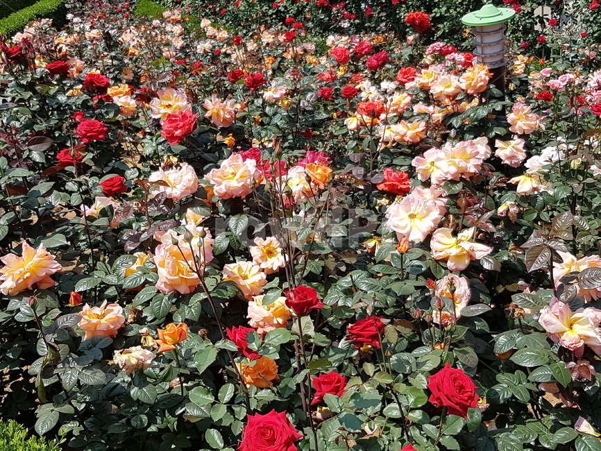장미,꽃놀이,꽃,봄,계절,식물,자연,plants,nature,꽃,flower