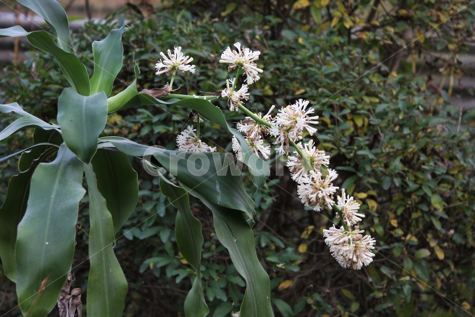 행운목,행운목꽃,아스파라거스과,드라세나속,열대성나무,cornplant,cornstalk,식물,자연,plants,nature,꽃,flower