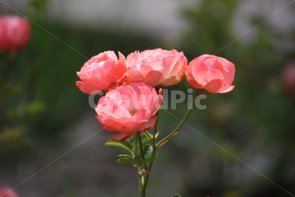 장미,꽃,덩굴식물,정원수,rose