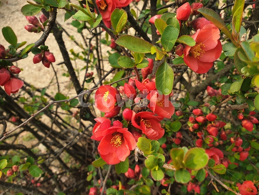 꽃,blossom,명자나무,flower,나무,꽃잎,식물,plant,초목