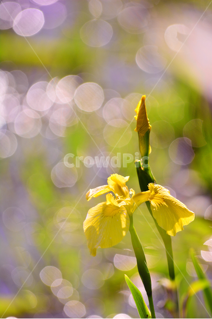 atmosphere,flight,In May,yellow,our flower,yellow irises,native,By the pond,affix,insect,Emotion,aquatic plants,bokeh of light,sensible,Waterside Park,macro,green,irises,feeling,flower,lakeside,fly,wildflowers,emotion,native species,bokeh