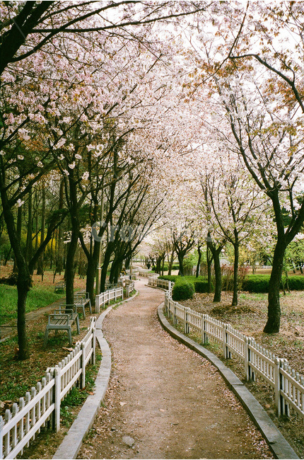 봄,벚꽃,필름사진,벚꽃길,cherryblossom,감성사진,spring,흙,땅,산책로,흰벚꽃,필름,필름카메라,아날로그,무보정,벚꽃잎,벚나무,나무,floralleaf,road,springflower,산책,landscape,flower,tree,picnic,sakura,울타리,봄,계절,spring,season,자연,풍경,nature,landscape,plant,식물