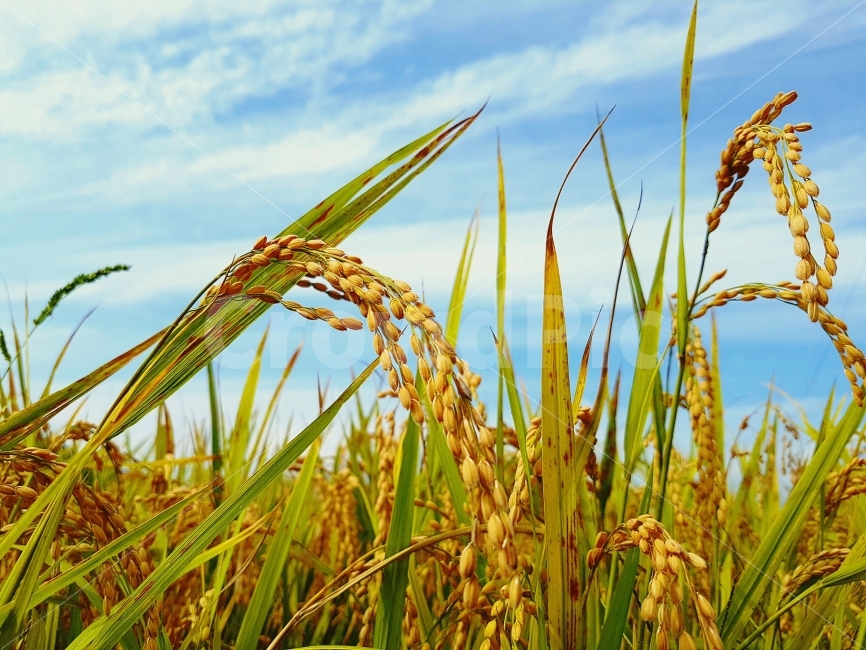 벼,하늘,자연,일상,색감,강원도,양구,시골,길거리,풍경,가족,여행,Rice,Sky,nature,daily,color,Gangwondo,Country,street,landscape,View,Family,Travel,가을,계절,fall,autumn,season,식물,자연,plants,nature,plant,vegetation,초목