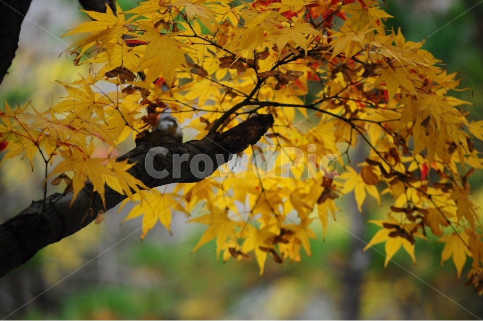 가을,단풍,낙엽,오색단풍,가을색,가을,계절,fall,autumn,season,식물,자연,plants,nature,나무,trees,wood,plant,leaf,잎,tree,maple