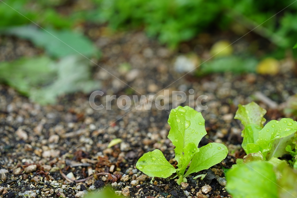상추,자연,식물,빗물,야채,채소,재배,빗방울,생명,비,접사,녹색,green,흙,땅,식물,자연,plants,nature,채소,야채,vegetables,산업,industry,industrial,농업,농사,agriculture,farming,farming industry