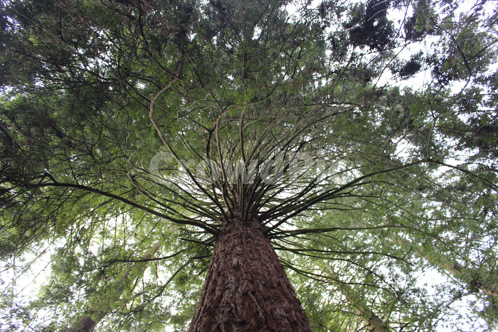 tree,plant,식물,bigtree,큰나무,giant,거대,정글,삼림지,jungle,나무,숲,forest,밀림,rainforest,식물,자연,plants,nature,나무,trees,wood