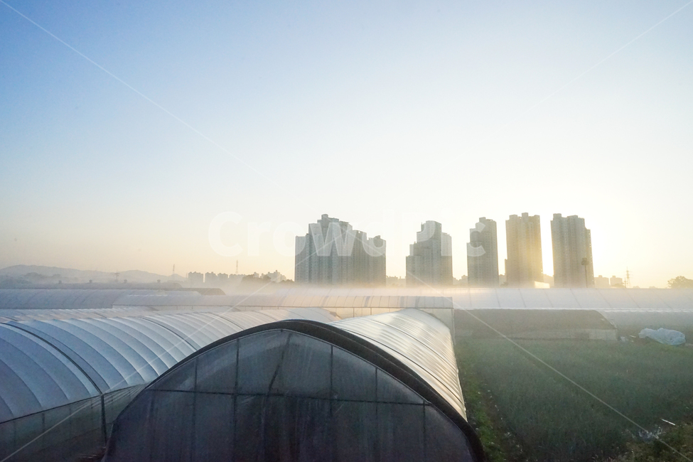 비닐하우스,농사,시설,농업,작물,온실,안개,새벽,여명,산업,industry,industrial,농업,농사,agriculture,farming,farming industry