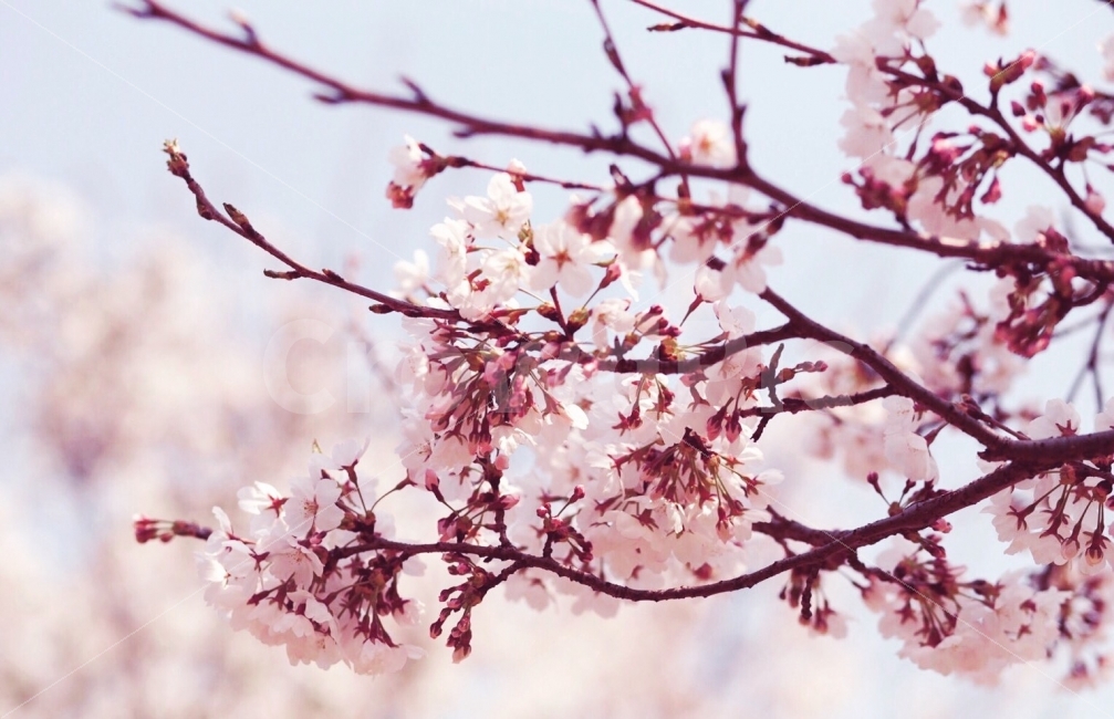 꽃,벚꽃,봄,여행,풍경,식물,벛꽃나무,벛꽃,식물,자연,plants,nature,감성,sensible,feeling,봄,계절,spring,season,꽃,flower,plant,blossom