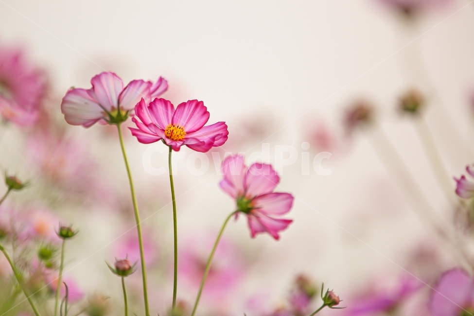 코스모스,코스모스꽃,야생화,가을꽃,분홍꽃,가을향기,꽃밭,cosmos,flower,autumn,fall,가을,계절,fall,autumn,season,식물,자연,plants,nature,꽃,flower,geranium,제라늄,plant,blossom,petal,꽃잎