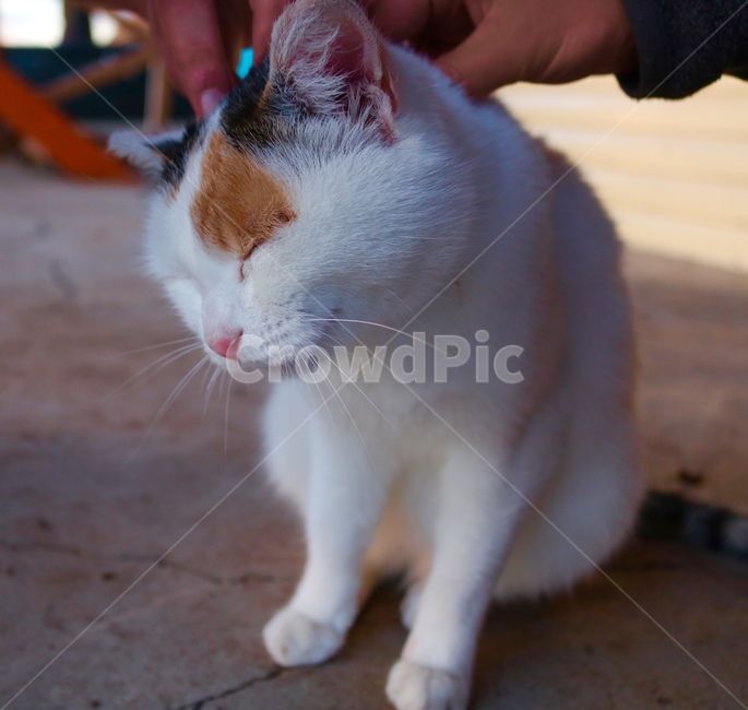 고양이,길고양이,길냥이,웃음,행복