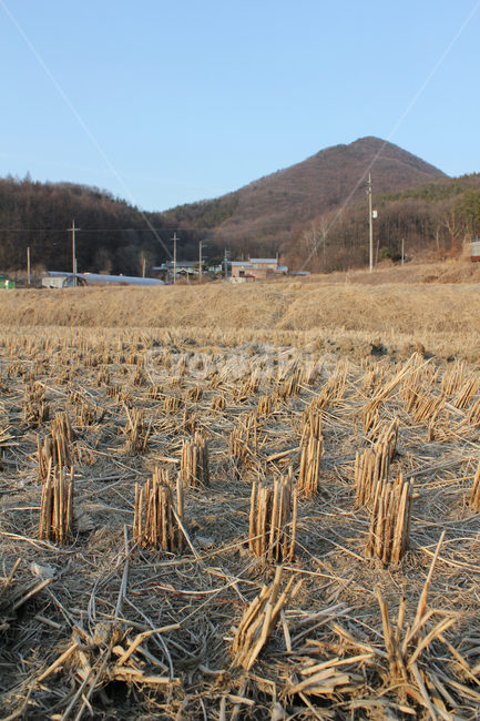 갈색,브라운,클로즈업,자른,잘린,땅,자연,식물,논,논농사,겨울,벼베기,시골,농사,풍경,시골풍경,퍼스펙티브,농경지,농촌,둑,논둑,언덕,산,하늘,파랑,블루,파란색,농촌풍경,시골,마을,풍경,landscape,country,rural,town