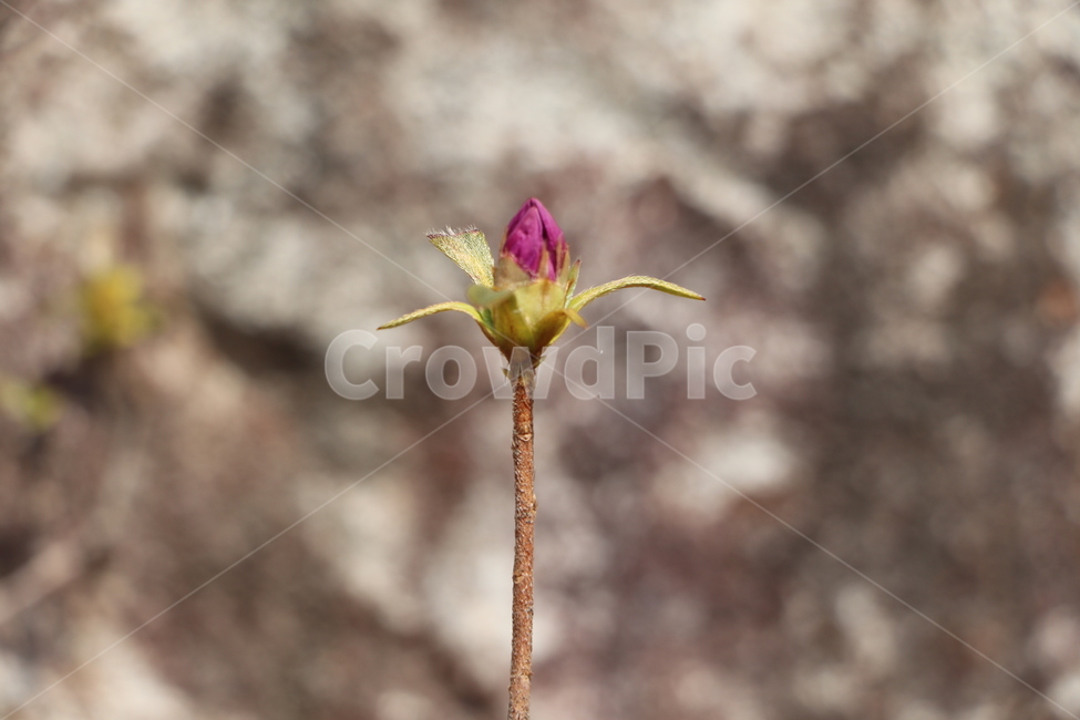 봄,봄꽃,새싹,분홍꽃,plant