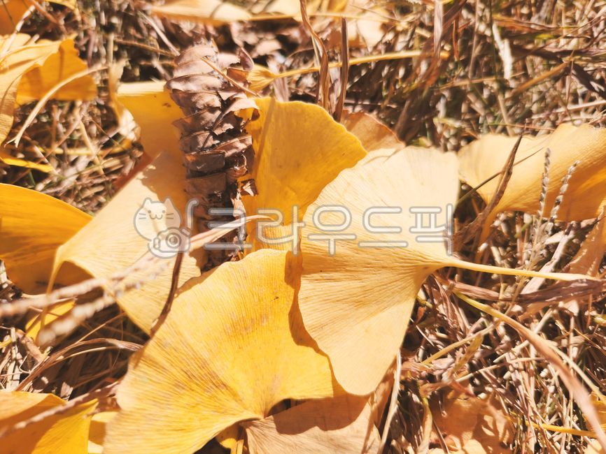 deciduous leaves,scenery,ginkgo leaves,fallen leaves,leaves,fall,plants,season,background photo,nature,tree,leaf,ginko,outdoor,background,backgrounds,plant,ginkgo,ginkgo tree,autumn,plantleaf